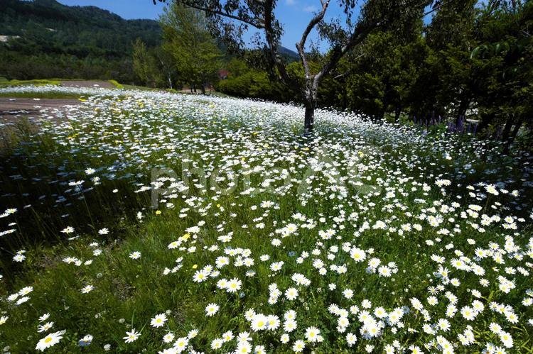 🌳 유니 정원 (유니 가든) 이미지 8